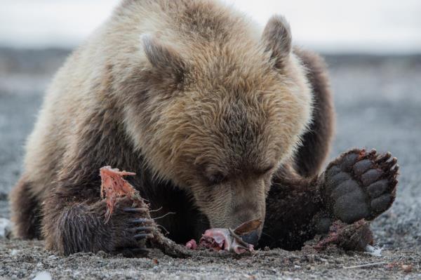 A ferocious brown bear went on a two-day killing spree that left two people and 35 dogs brutally murdered.